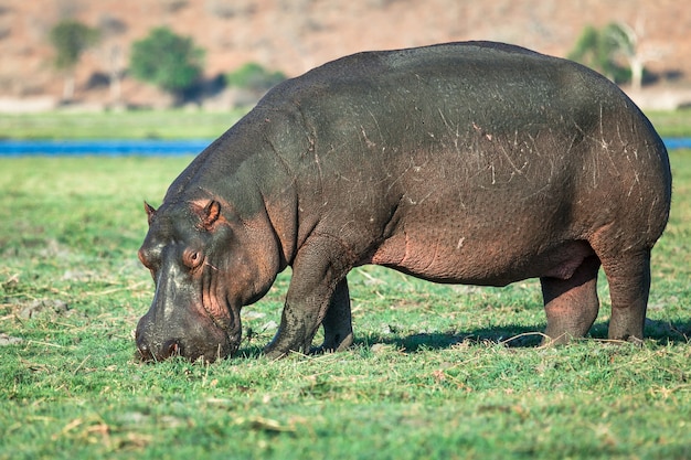 Ippopotamo che pasce alla riva del fiume