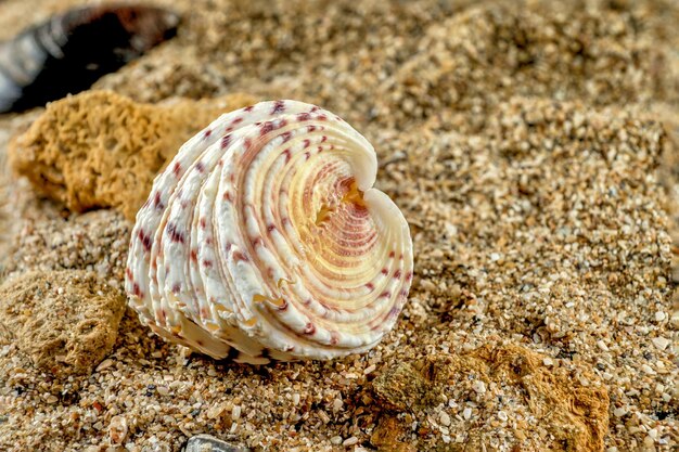 Ippopotamo conchiglia sulla sabbia