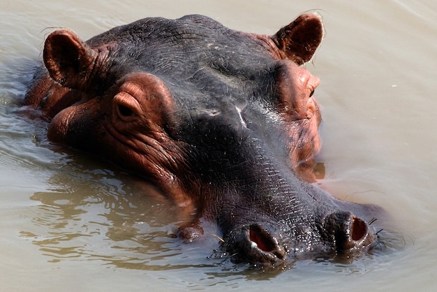 Ippopotamo è seduto nell'acqua