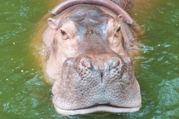 Ippopotamo in acqua