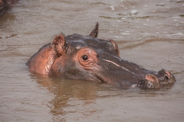 Ippopotamo in acqua