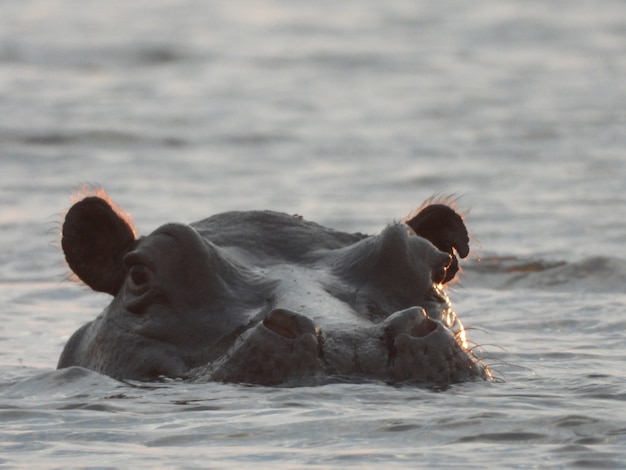 Ippopotamo in acqua