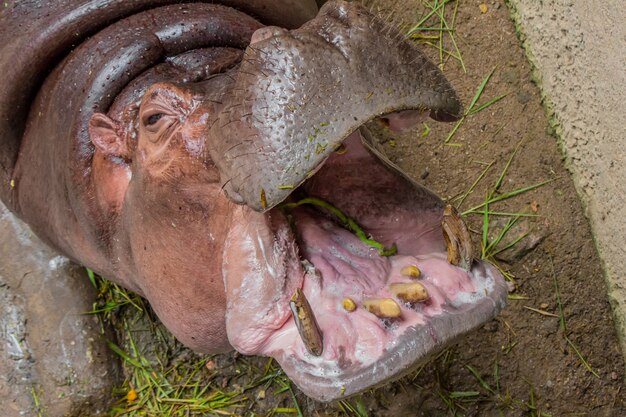 Ippopotamo mangia le verdure.