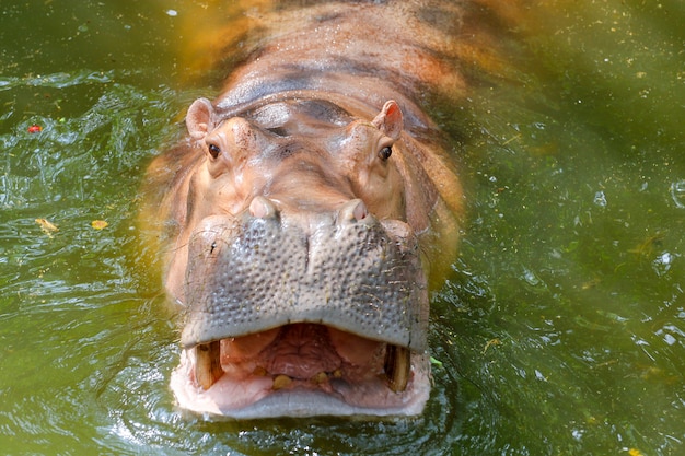 Ippopotamo nel fiume alla Tailandia