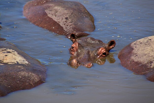 Ippopotamo nel safari in Africa