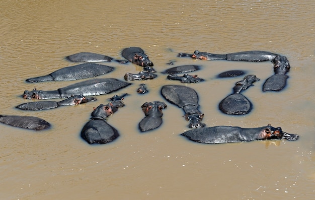 Ippopotamo nell'habitat naturale. Africa