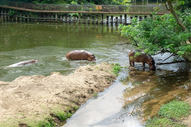 Ippopotamo nella foresta