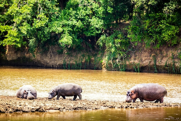 Ippopotamo vicino al fiume Masai al parco nazionale di Masai Mara in Kenya, Africa. Animali della fauna selvatica.