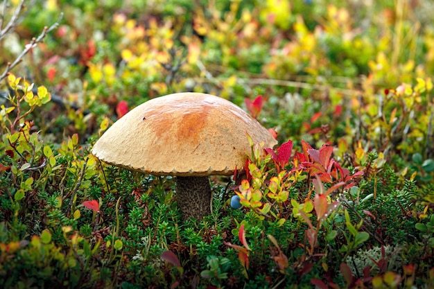 Ã Â'irch bolete (Leccinum scabrum), fungo commestibile sulla tundra in autunno. Penisola di Kola, Russia.