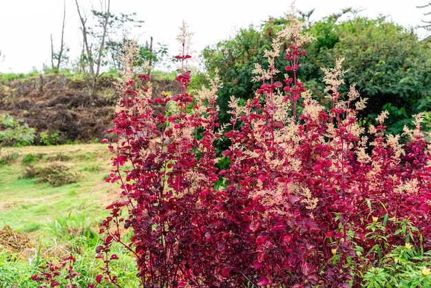 Iresine herbtii o Herbst bloodleaf Alcuni chiamano questa pianta la pianta del ventriglio di pollo