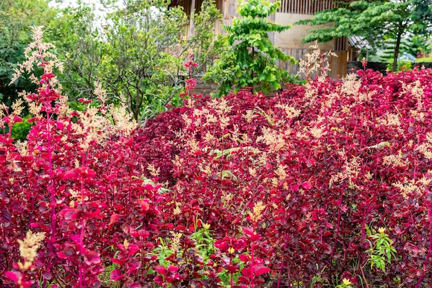 Iresine herbtii o Herbst bloodleaf Alcuni chiamano questa pianta la pianta del ventriglio di pollo