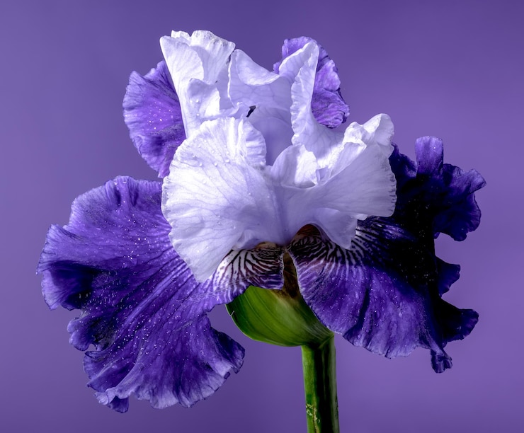 Foto iride blu in fiore mariposa cieli su uno sfondo viola