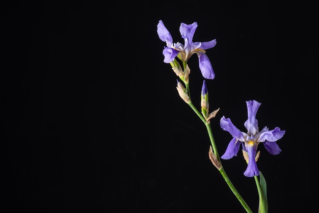 Iride viola su sfondo nero