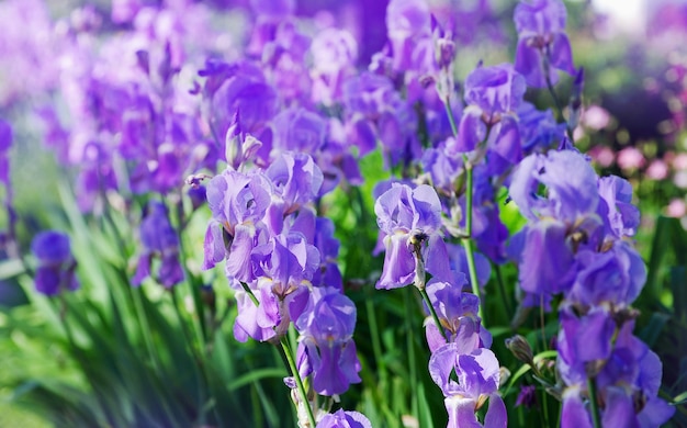 Iridi colorati nel giardino giardino perenne