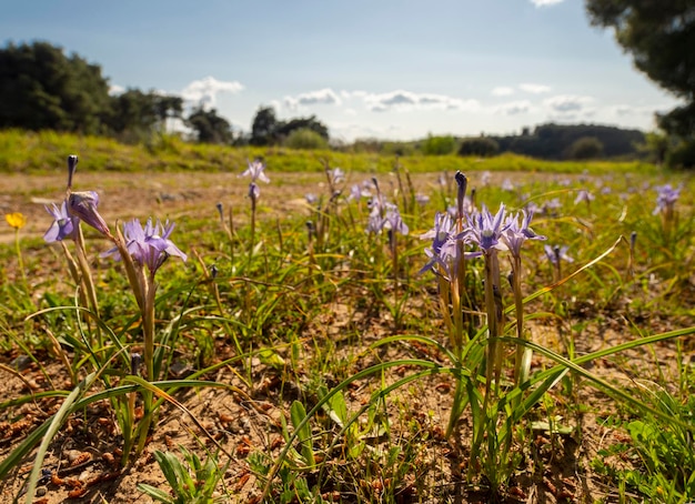 Iridi viola selvagge in erba verde in una radura in una foresta in Grecia