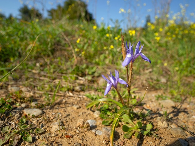 Iridi viola selvagge in erba verde in una radura in una foresta in Grecia