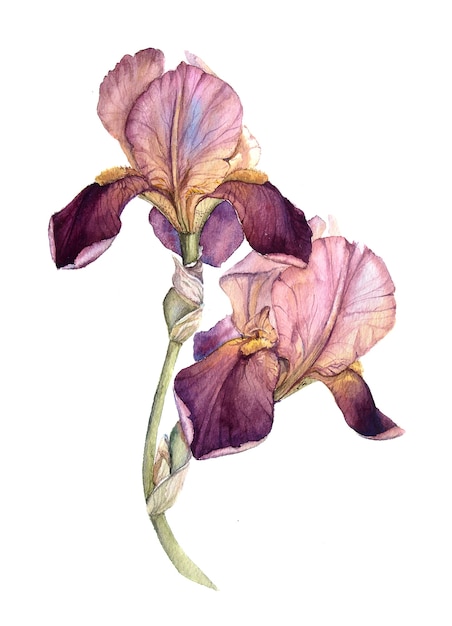 Iris acquerello rosa e bordeaux