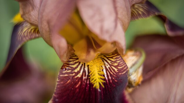 Iris barbuto da vicino su uno sfondo verde sfocato