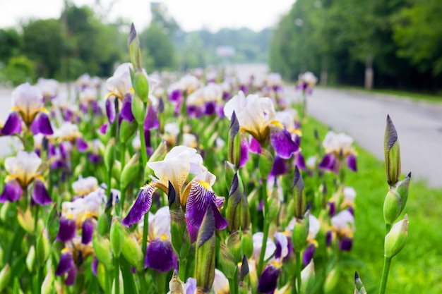 Iris bianche e viola sull'aiuola lungo la strada