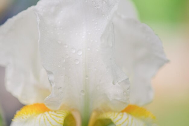 Iris bianco fiore alzato su sfondo verde Foto macro di un fiore