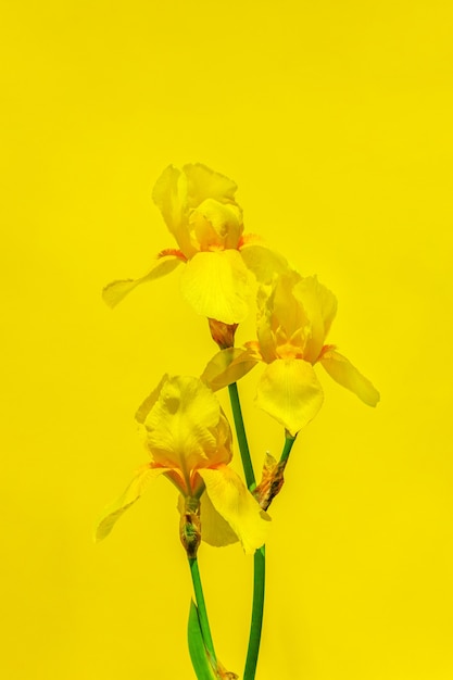Iris di fiori gialli su uno sfondo giallo da vicino