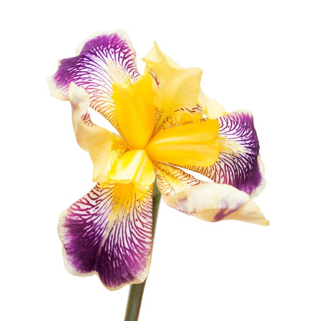 Iris di fiori giallo-viola isolato su sfondo bianco