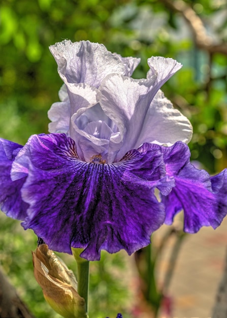 Iris Earl of Essex fiore su sfondo di foglie verdi