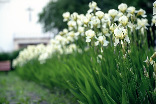Iris fiore che sboccia nel cortile della chiesa