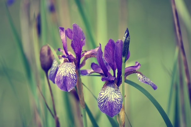 Iris fiore in natura