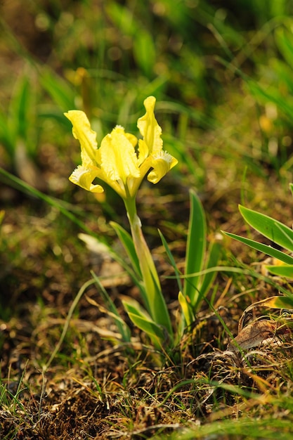 Iris fiore in natura