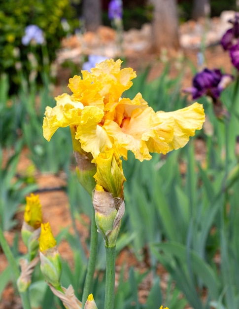 Iris gialle sullo sfondo del giardino