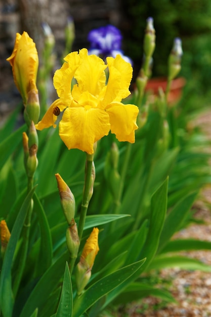 Iris giallo nell'orto nella valle della Loira in Francia