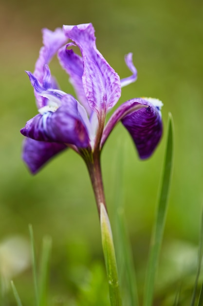 Iris himalayana vicino