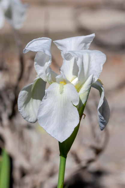 Iris hybrida bianca tenera e decorativa cresce su un letto di fiori in giardino in una giornata di sole primaverile
