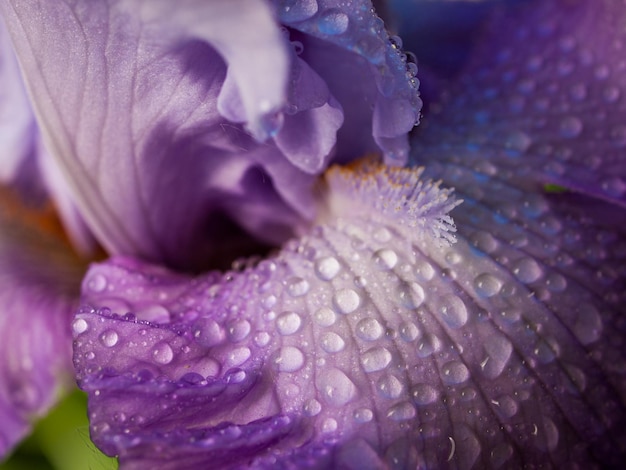 Iris in fiore alla fine del ciclo di fioritura.