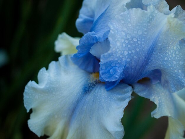 Iris in fiore alla fine del ciclo di fioritura.