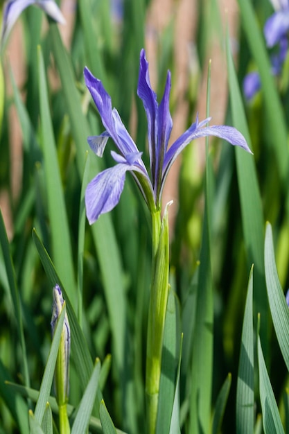 Iris in fiore di colore lilla