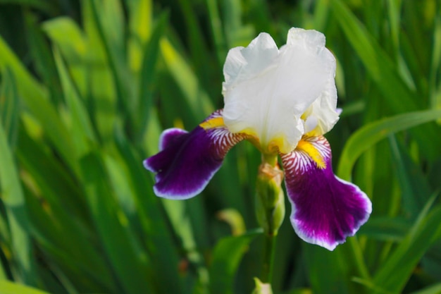 Iris in giardino