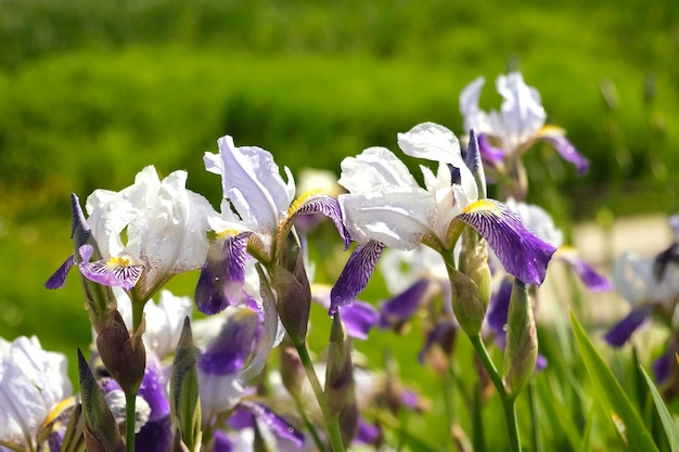 Iris nano viola bianco Mikey che cresce in giardino Iris di colore viola e molto peri su sfondo verde sfocato Fiori estivi primo piano Giornata di sole Lotto di iris Grandi fiori coltivati Primo piano