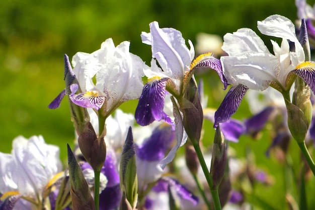 Iris nano viola bianco Mikey che cresce in giardino Iris di colore viola e molto peri su sfondo verde sfocato Fiori estivi primo piano Giornata di sole Lotto di iris Grandi fiori coltivati Primo piano