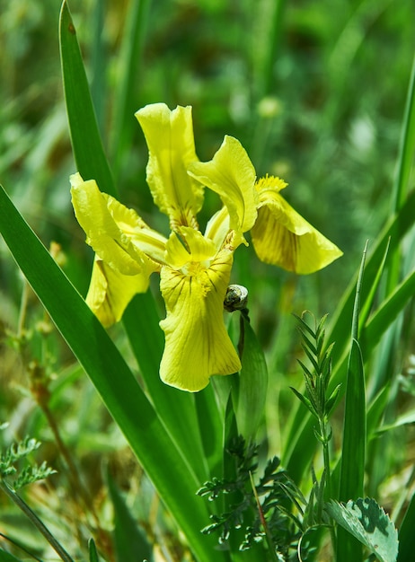 Iris pseudacorus, specie di piante da fiore della famiglia delle Iridaceae