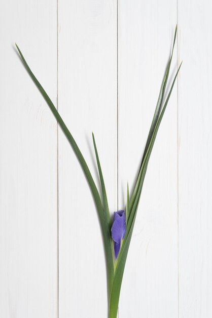 Iris sbocciante su un fondo di legno bianco