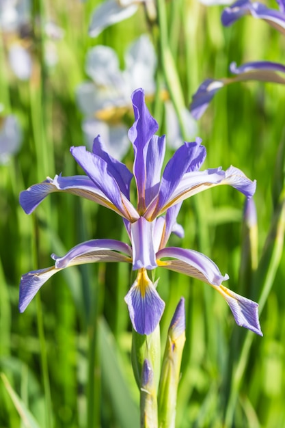 Iris viola colorato