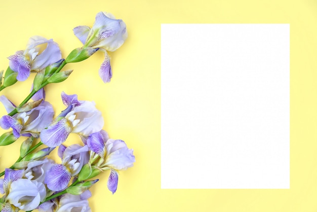 Iris viola su sfondo giallo