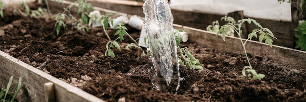 Irrigare l'acqua da un annaffiatoio nel terreno nel letto del giardino per piantare piantine di germogli di piante di pomodoro biologico nel cortile della fattoria del villaggio. agricoltura di sussistenza. striscione