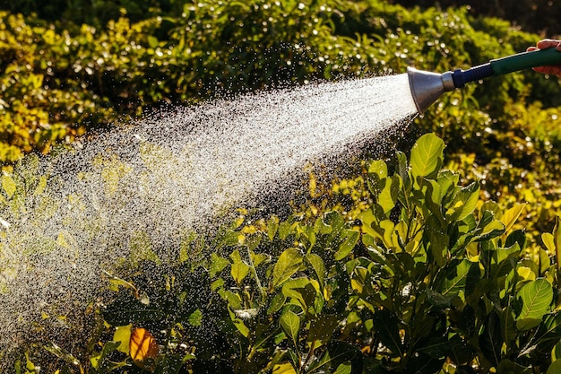 Irrigare le piante con un tubo da giardino Foto