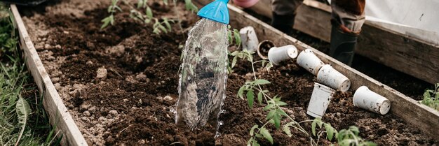 irrigazione dell'acqua da un annaffiatoio nel terreno nel letto del giardino per piantare piantine di germogli di piante di pomodoro biologico nel cortile della fattoria del villaggio. agricoltura di sussistenza. striscione