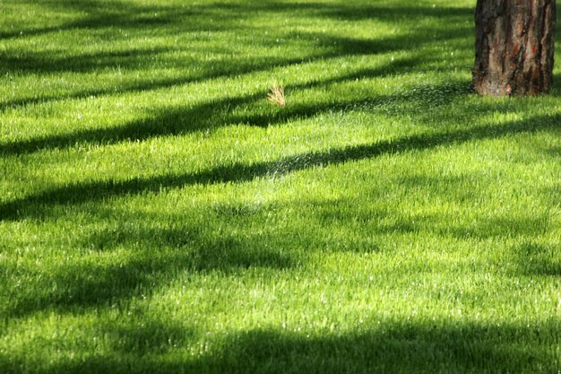 Irrigazione dell'erba con sistema di irrigazione