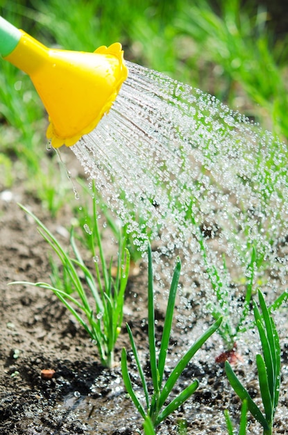 Irrigazione delle piante da un annaffiatoio Irrigazione dell'agricoltura e del concetto di giardinaggio Immagine