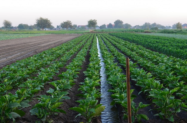 Irrigazione di colture agricole, irrigazione naturale, campagna, villaggio, irrigazione